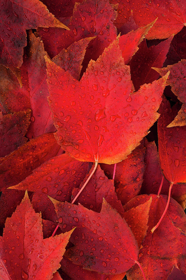 Red Fall Leaves With Water Drops Photograph by Tetra Images