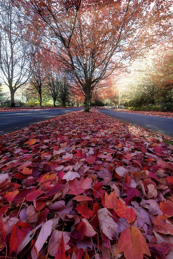 Red Fall Maple Leaves on Neighborhood Street Photograph by David Gn