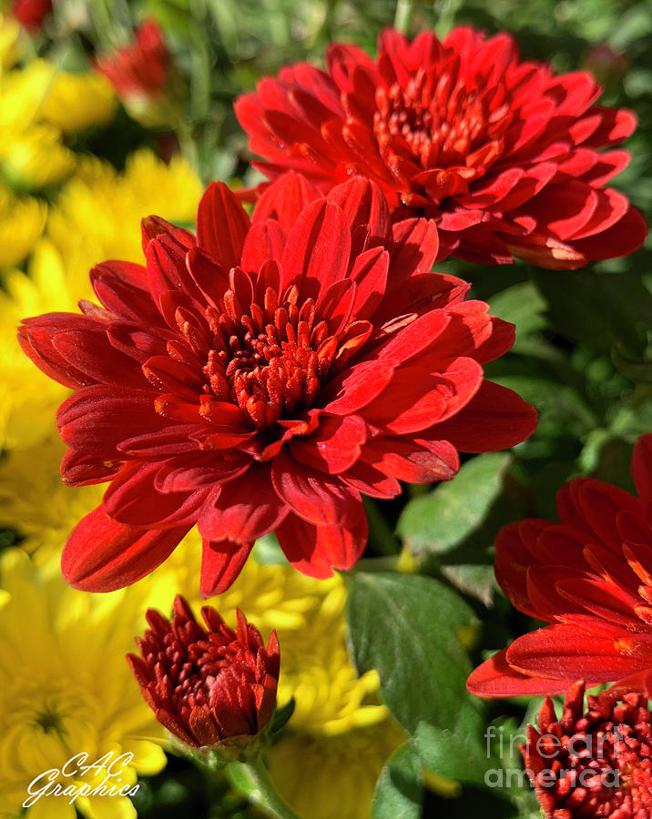 Red Fall Mums  Photograph by CAC Graphics