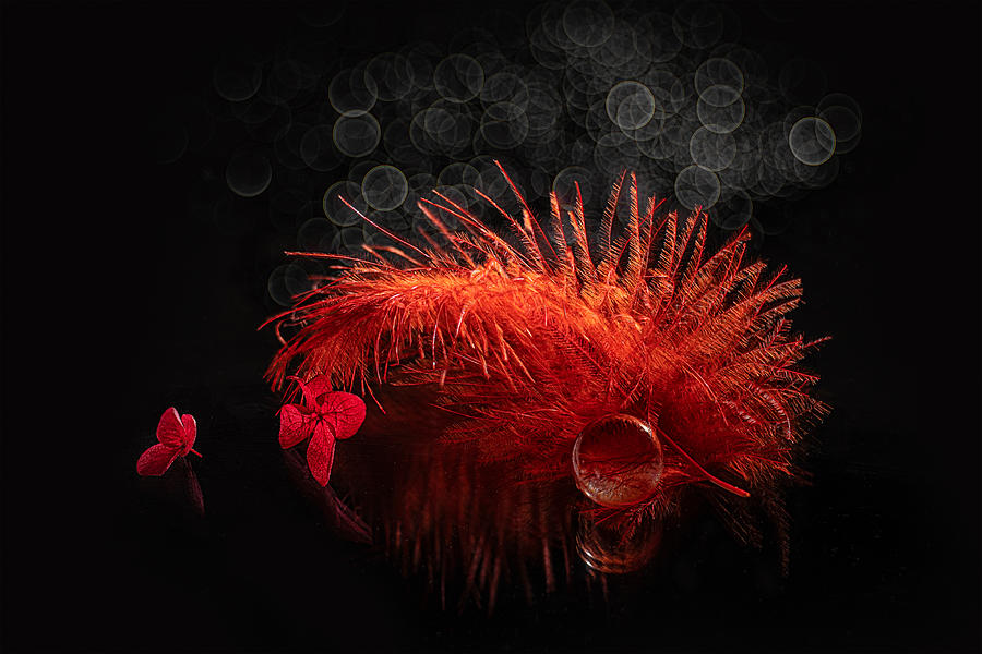 Red Feather Photograph by Lydia Jacobs