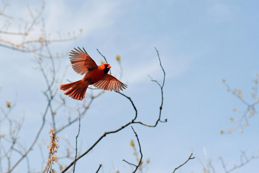 Red feathers in-flight Photograph by Asbed Iskedjian