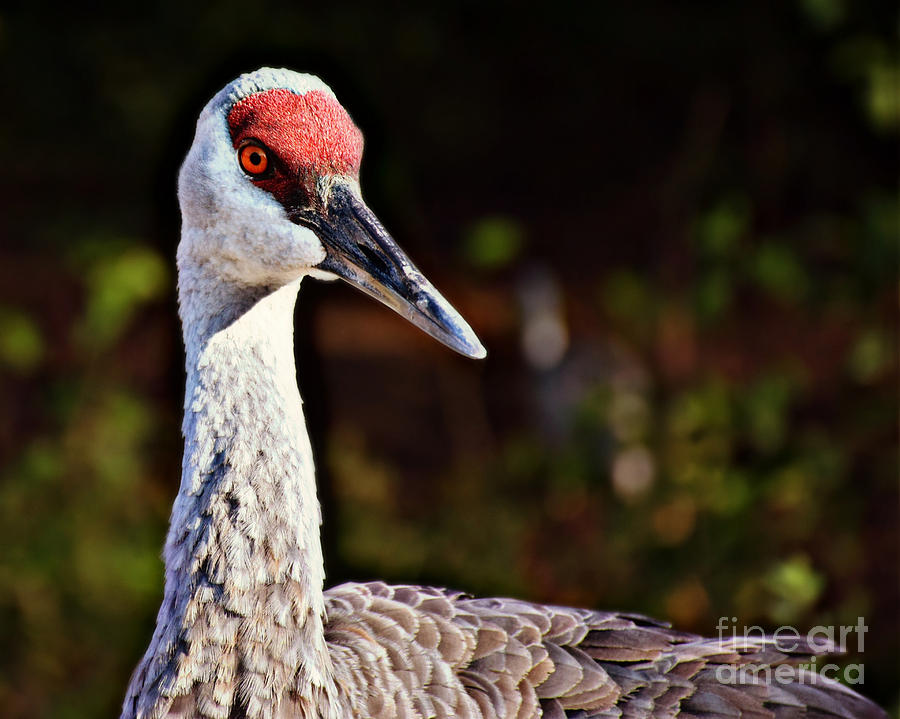 Red Feathers Photograph by Kathy M Krause | Fine Art America