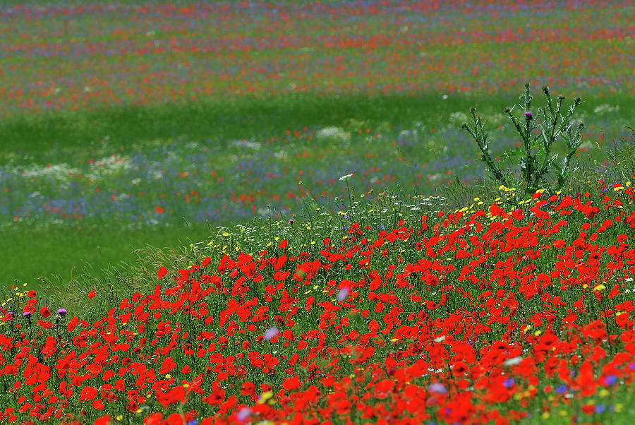 Red Field Of Poppies Photograph by Vittorio Ricci - Italy