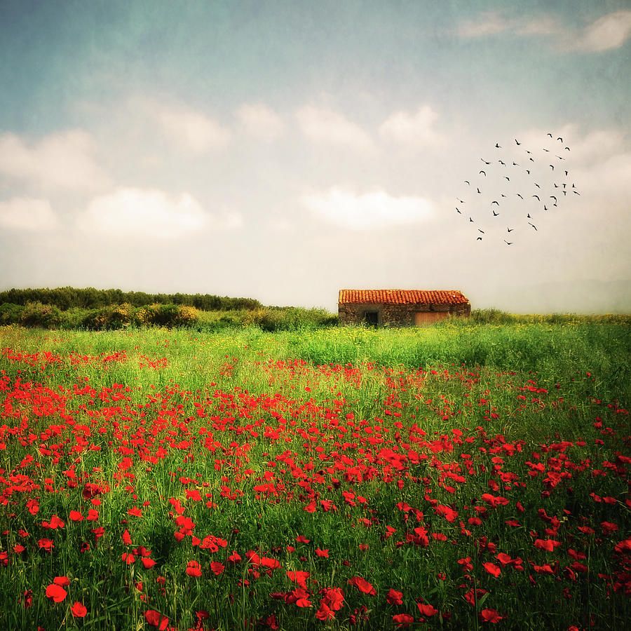 Red Field Photograph by Philippe Sainte-laudy Photography