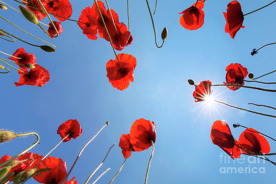 Red Field Poppies Photograph by Arterra Picture Library