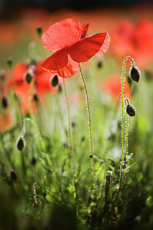 Red Field Poppies Photograph by Jacky Parker Photography