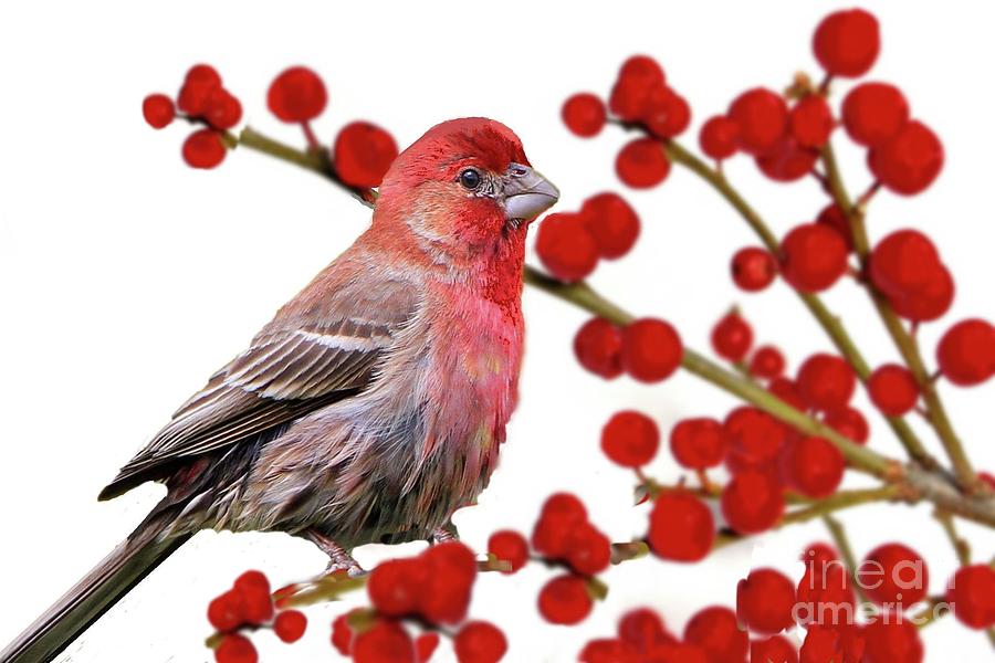 Red Finch on Red Berries Photograph by Janette Boyd
