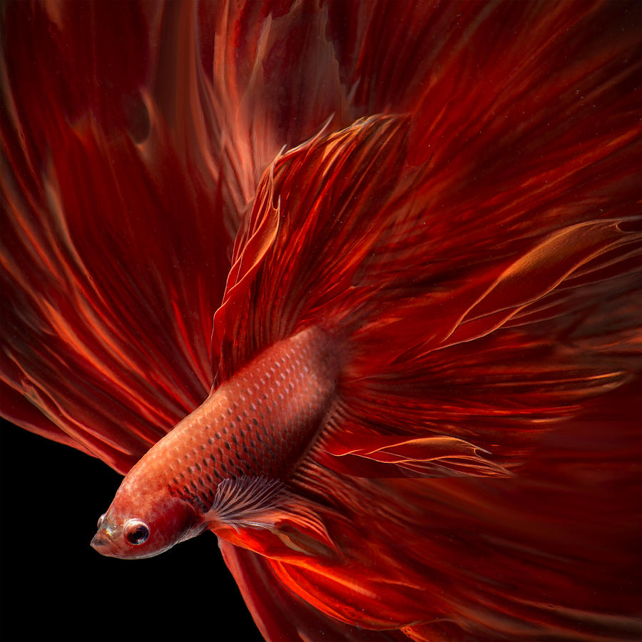 Red Fire Bettafish Photograph by Antonyus Bunjamin (abe)