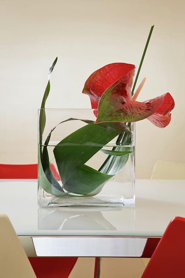 Red Flamingo Flower And Green Leaf Arranged In Glass Vase On White Frosted Glass Table Top Surrounded By Red And White Shell Chairs Photograph by Laura Rizzi