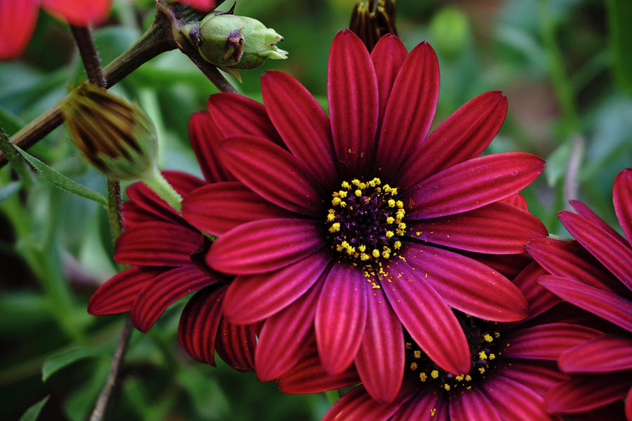 Red Flower - 19-5611 by Tari Kerss Red Flower - 19-5611 by Tari Kerss