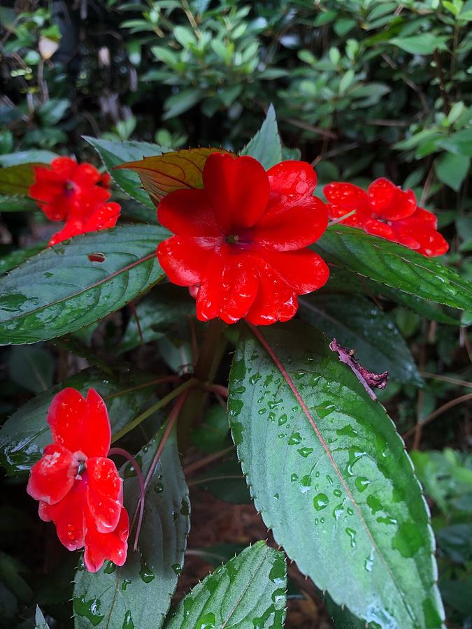 Red Flower And Rain Drops Photograph