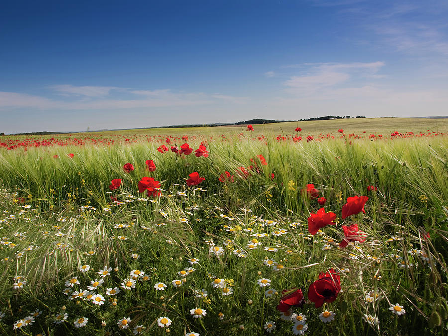 Red Flower Field Photograph by Joseluisllopis