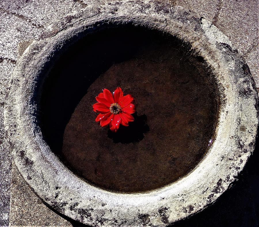 - Red Flower in Water Well Photograph by THERESA Nye