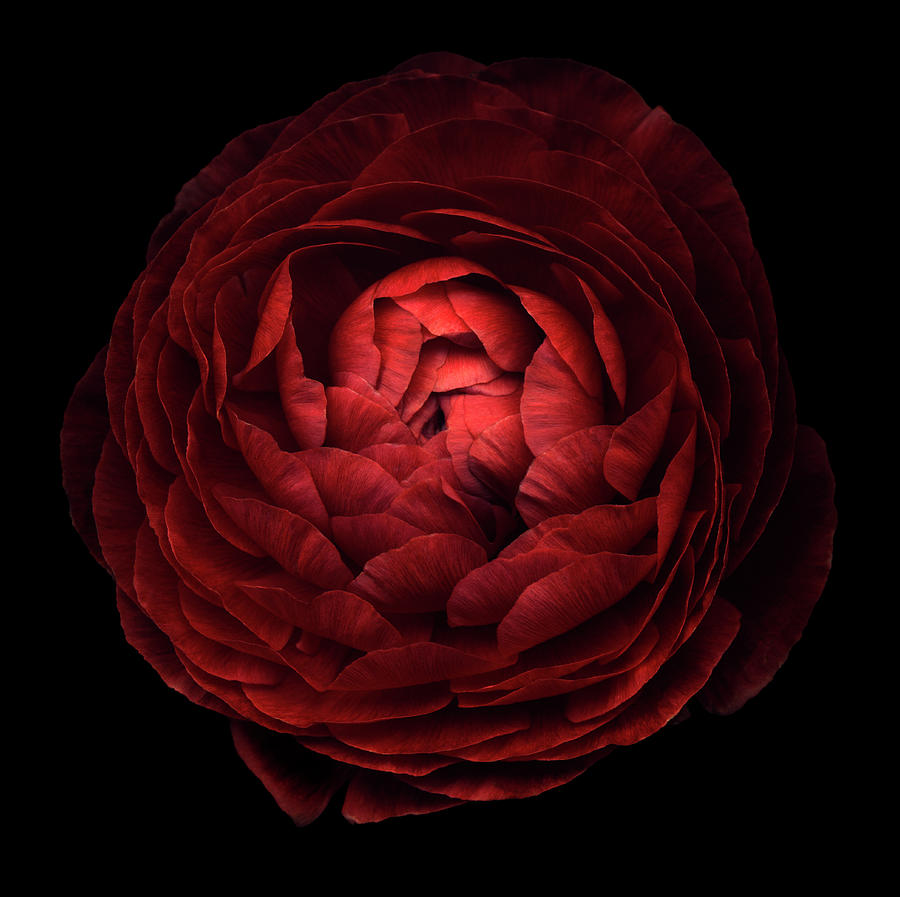 Red Flower On Black 05 Photograph by Tom Quartermaine Red Flower On Black 05 Photograph by Tom Quartermaine