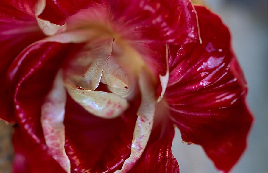 Red Flower, Radicchio Canarino Digital Art by Stefano Scata