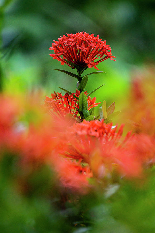 Red flower Photograph by Silvia Marcoschamer