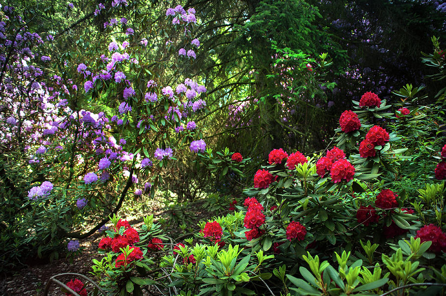 Red Flowering Rhododendrons 1 Photograph by Jenny Rainbow