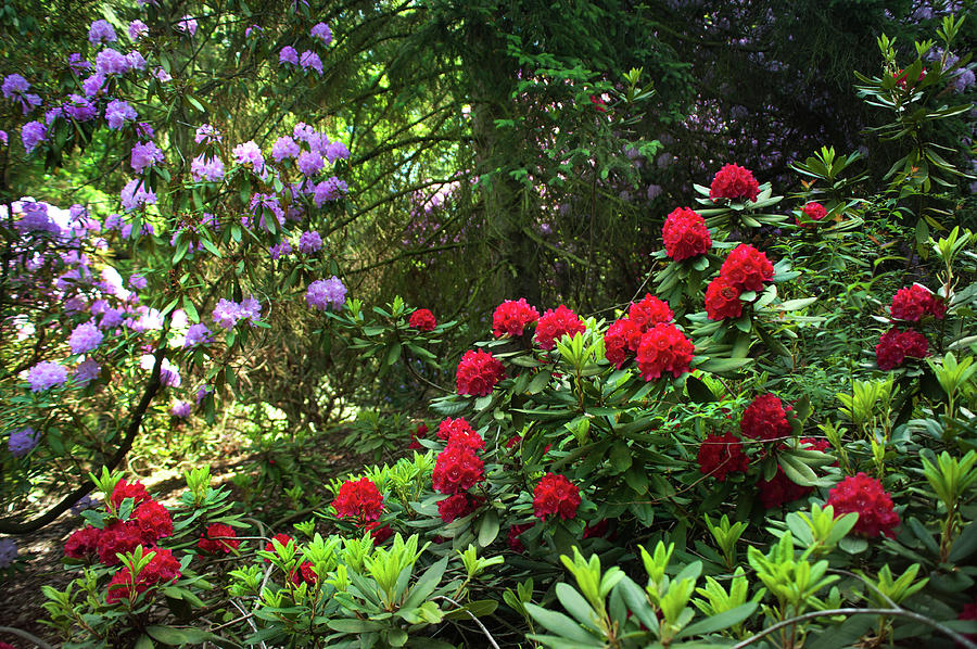 Red Flowering Rhododendrons Photograph by Jenny Rainbow