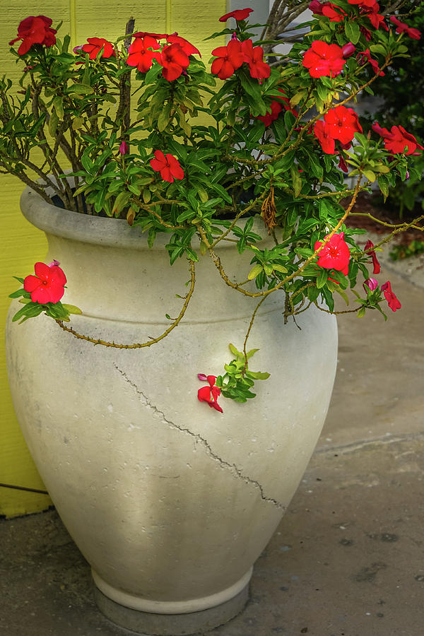  Red  Flowers  In Pot  Photograph by Joann Waggoner