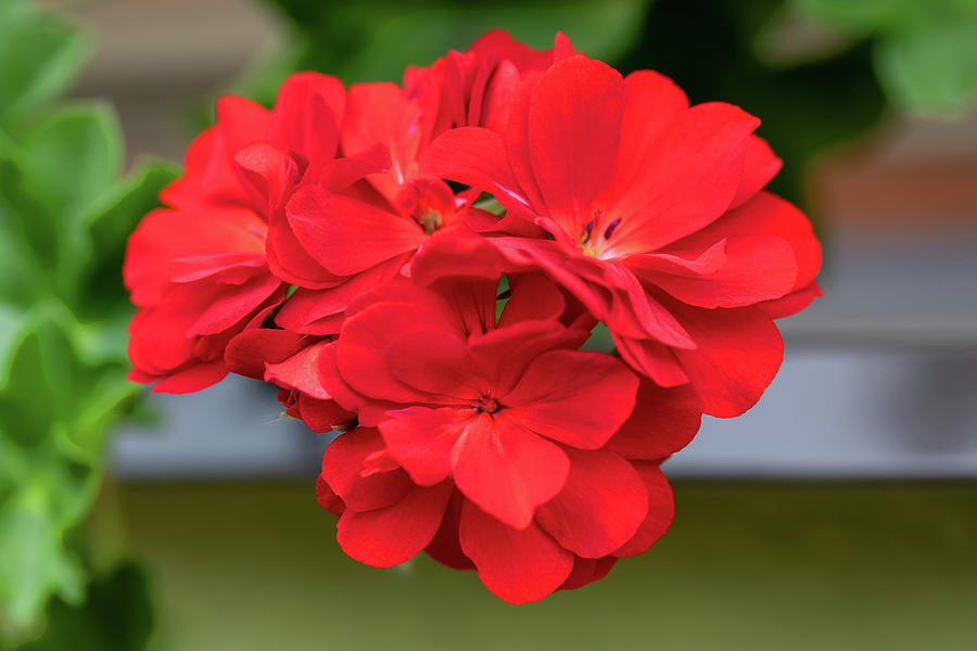 red flowers Pelargonium Photograph by Artush Foto - Fine Art America