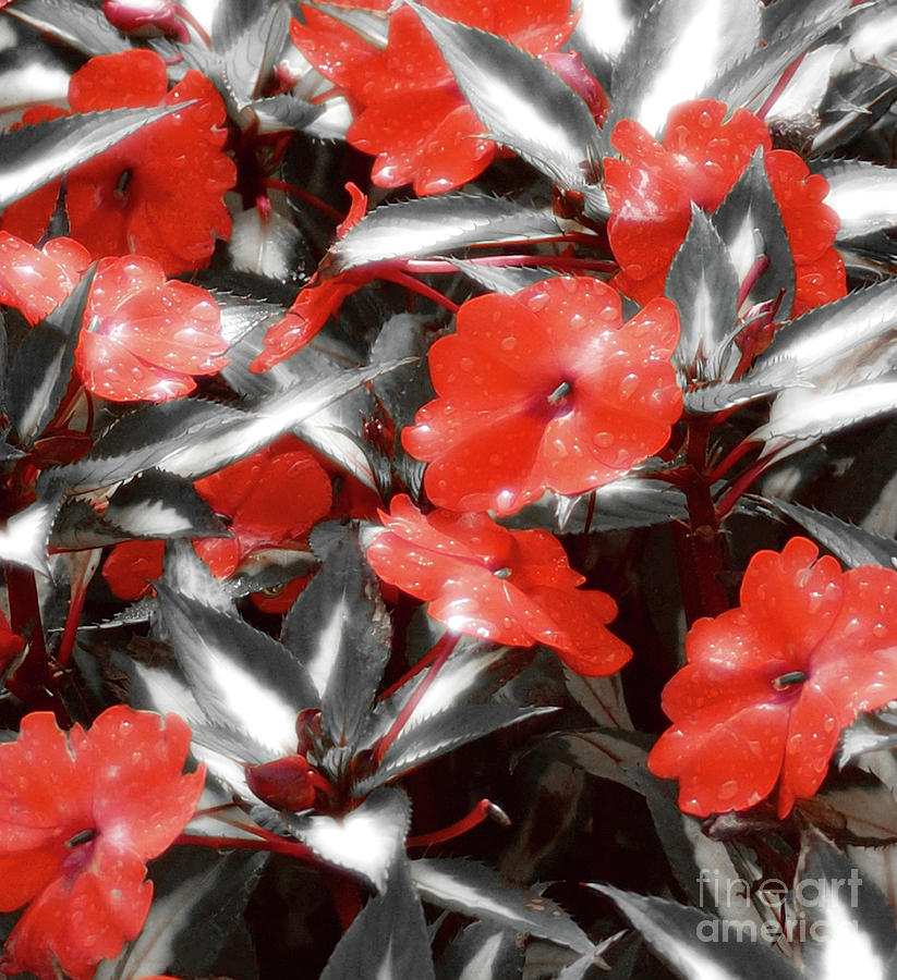 Red Flowers Photograph by Raymond Earley