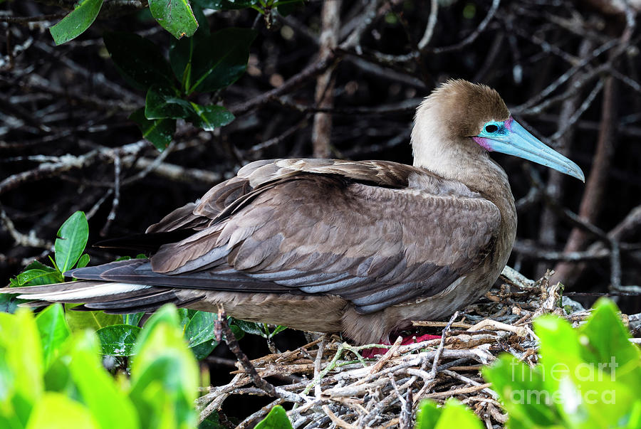 Red Footed Booby - Brown Morph Photograph by Kenneth Lempert