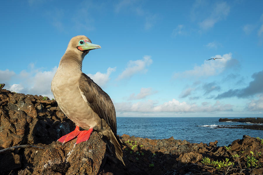 Red Footed Booby On Coast Photograph by Tui De Roy