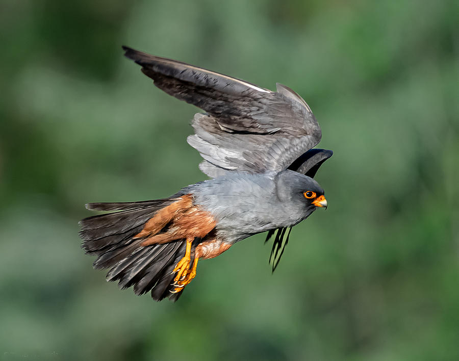 Red-footed Falcon In Flight Photograph by Itamar Procaccia