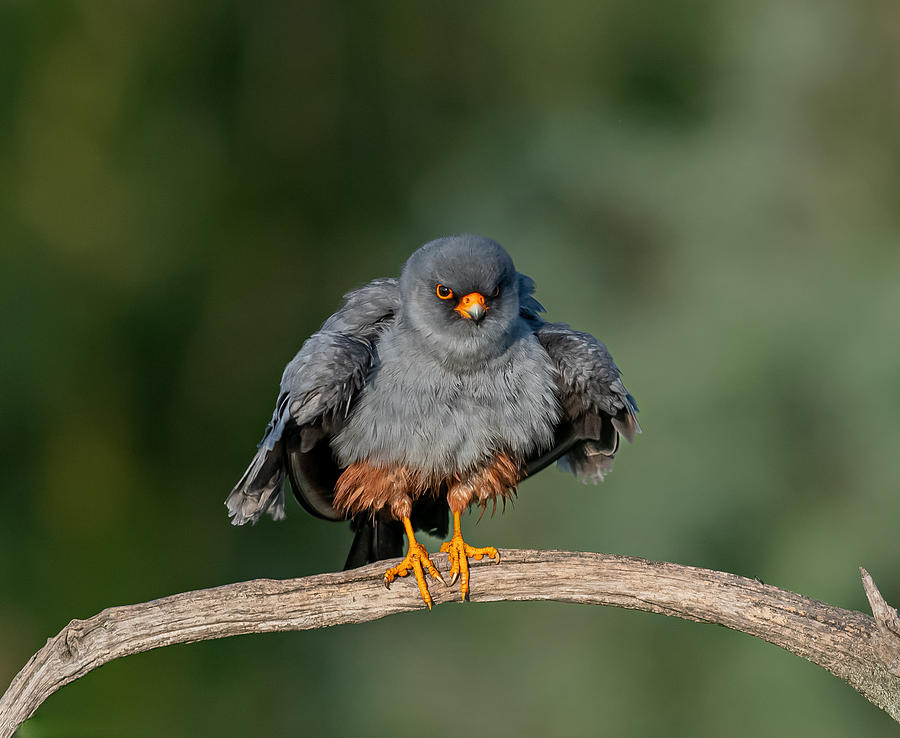 Red-footed Falcon Photograph by Itamar Procaccia