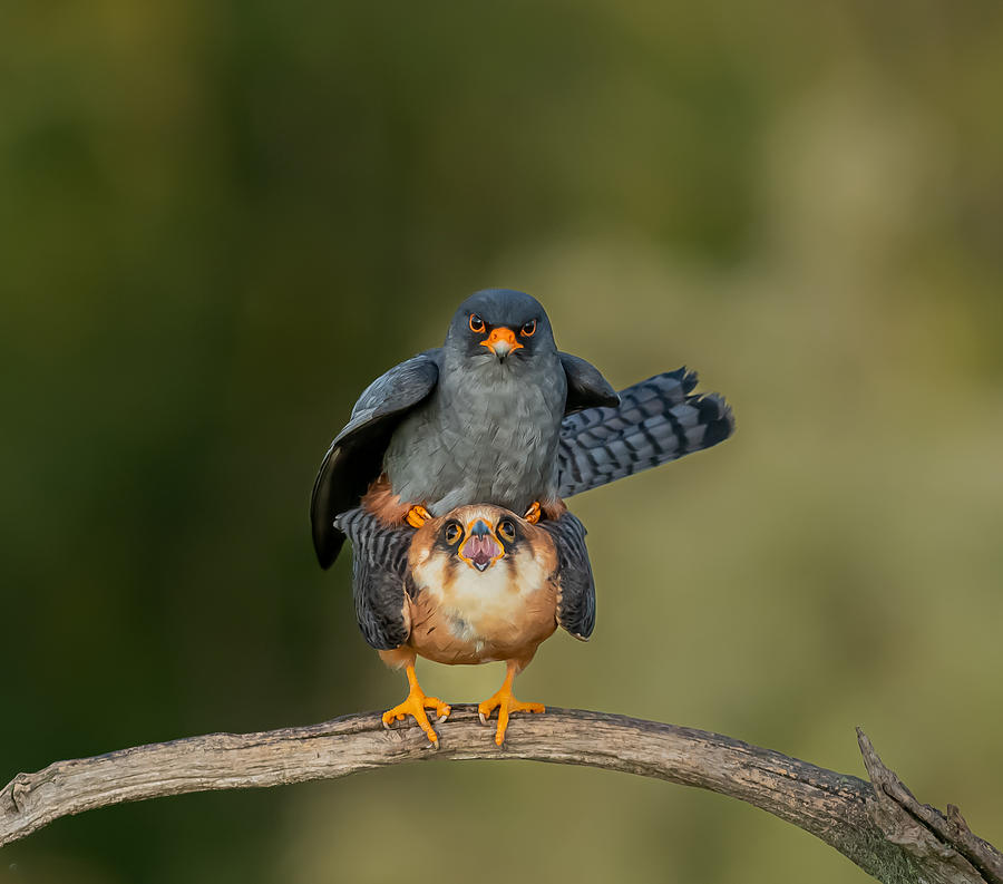 Red-footed Falcons Photograph by Itamar Procaccia