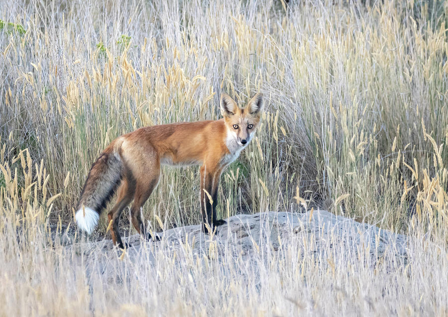 Red Fox 2 by Michael Chatt Red Fox 2 by Michael Chatt