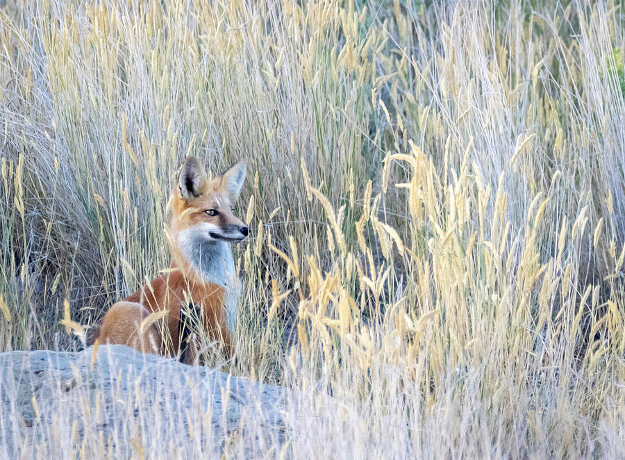 Red Fox 3 by Michael Chatt Red Fox 3 by Michael Chatt