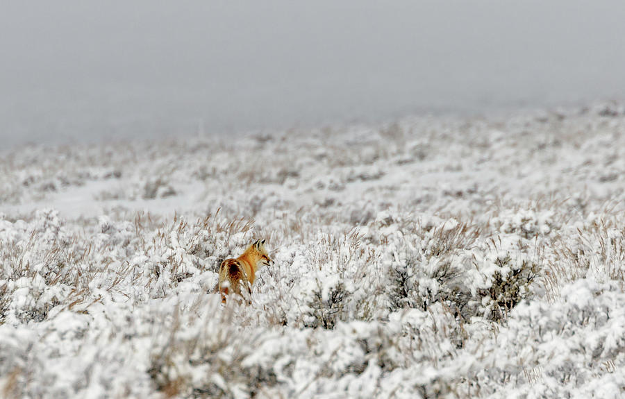 Red Fox after snowstorm Photograph by Ronnie And Frances Howard