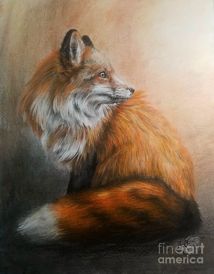 Fox Drawing - Red Fox by Amber Evans