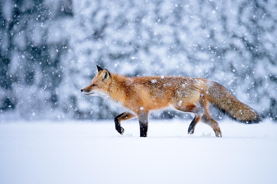 Winter Photograph - Red Fox And Falling Snow by Johnny Chen