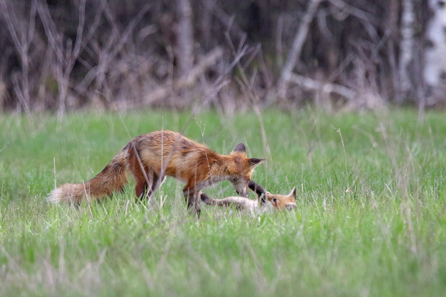 Red Fox and Kit Photograph by Brook Burling