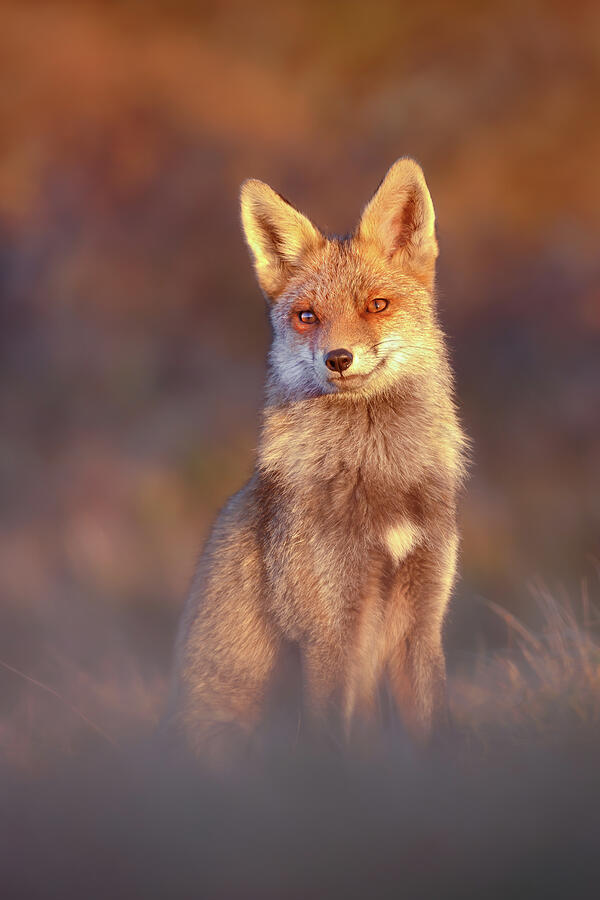 Red Fox at Sunset Photograph by Roeselien Raimond