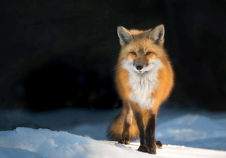 Wildlife Photograph - Red Fox At Sunset by Susan Breau