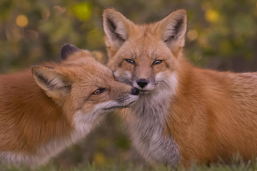 Red Fox Photograph by Bo Wang