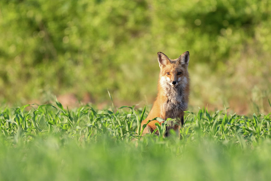 Red Fox Photograph by Clay Guthrie