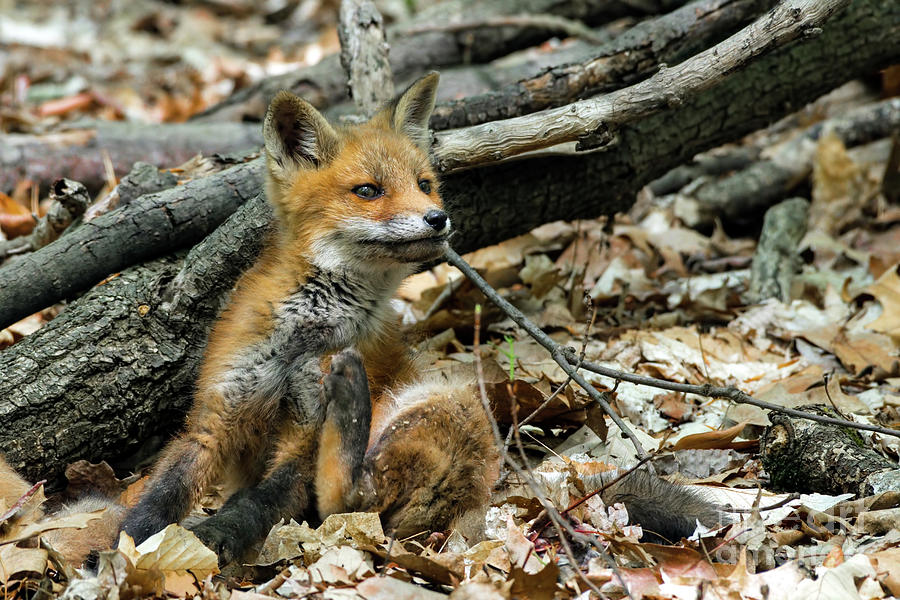 Red fox cub Photograph by Sam Rino