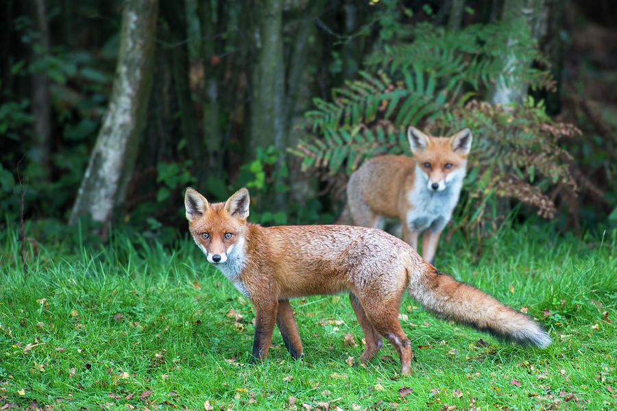 Red Fox Cubs At Edge Of Forest Photograph by James Warwick