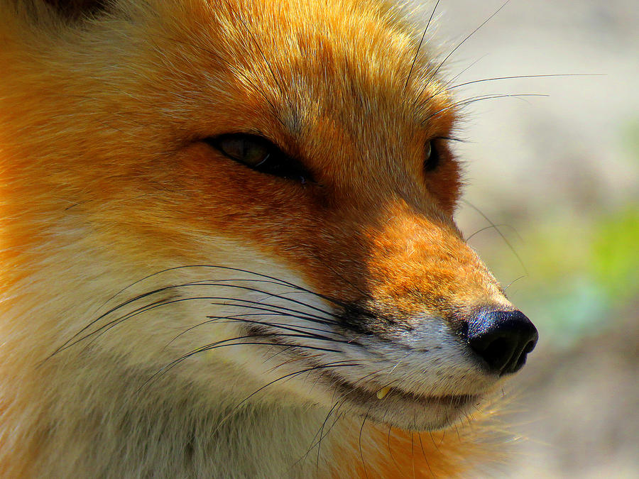 Red Fox  Photograph by Dianne Cowen Cape Cod Photography