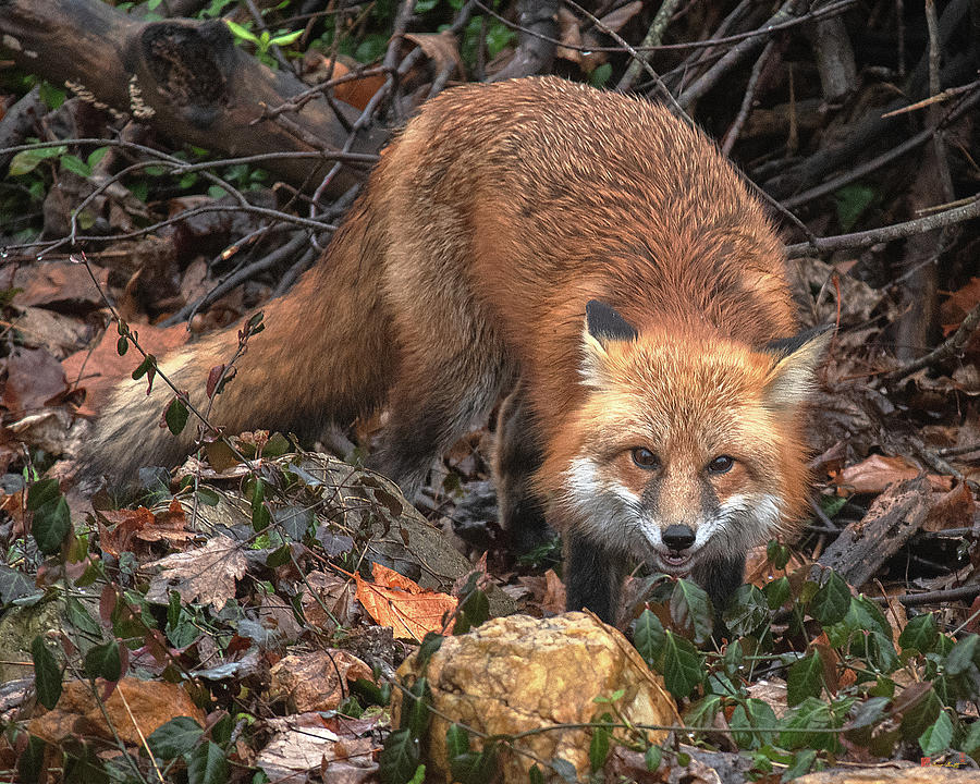 Red Fox DMAM0049 Photograph by Gerry Gantt
