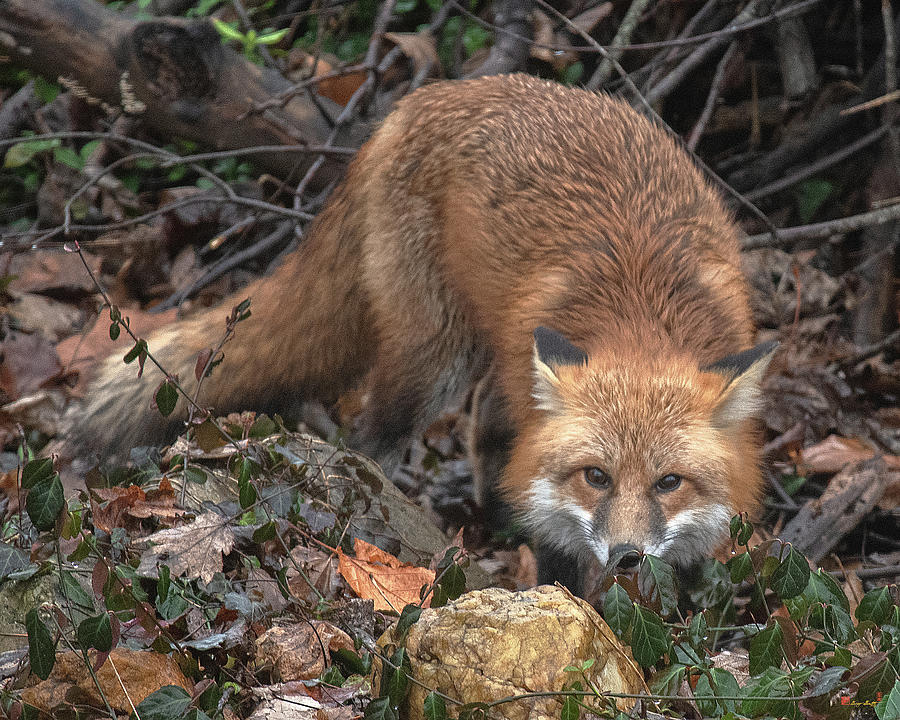Red Fox DMAM0050 Photograph by Gerry Gantt
