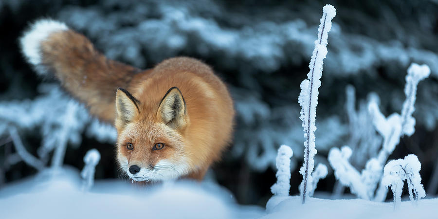 Red Fox Hunting Photograph by Scott Slone