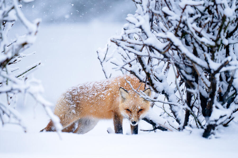 Nature Photograph - Red Fox In A Winter Setting by Johnny Chen