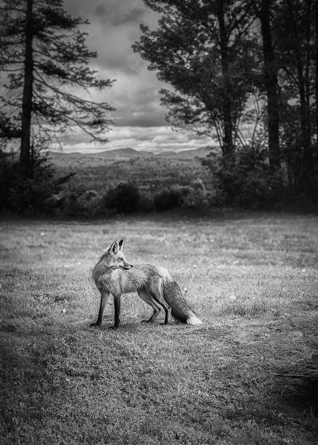 Red Fox In Black and White Photograph by Bob Orsillo