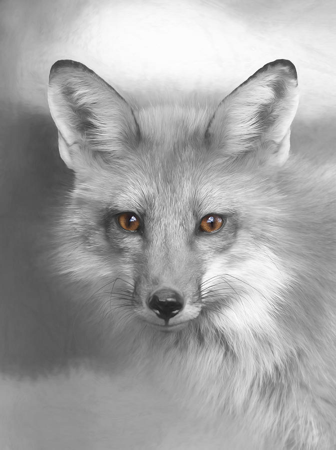 red fox illustration black and white