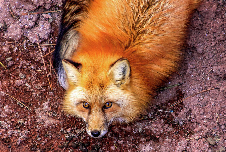 Red Fox in Canyon, Arizona Photograph by Dawn Richards